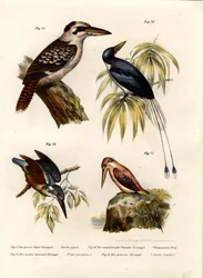 Kookaburra, 1864